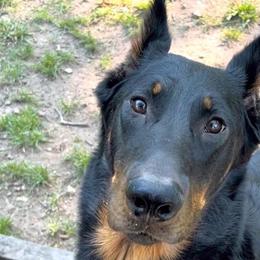 Beaucerons from RiverStyx Beaucerons
