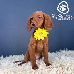 Sunny - Red  female Goldendoodle puppy in Utah County, Utah from Big Hearted Breeders