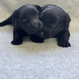 Girl 2 - Black female Scottish Terrier puppy in Scurry, Texas from Starlight Scotties of Texas