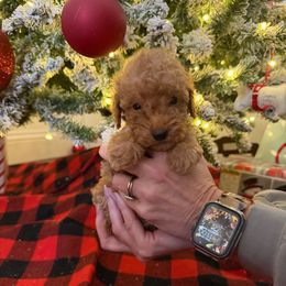 Hardin - Red  male Goldendoodle puppy in Chesnee, South Carolina from Megan’s Spoiled Standards