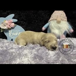 B2 cream or red - Cream male Dachshund puppy in Carthage, Texas from Rafter C Ranch Doxies