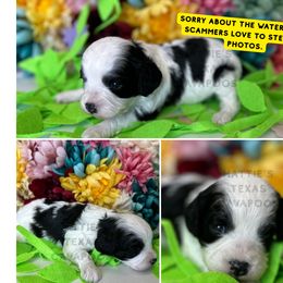 Audrey - Black and white female Cavapoo puppy in Thorndale, Texas from Hattie’s Texas Cavapoos