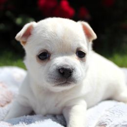 Border Collie and Chihuahua Puppies from Brooks Grove Canines LLC