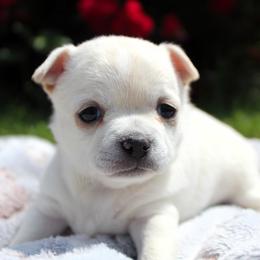 Border Collie and Chihuahua Puppies from Brooks Grove Canines LLC