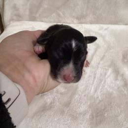 Boy 2 - male Australian Shepherd puppy in Dundee, Ohio from Aussies Of Circle H