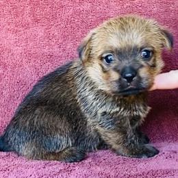 Yellow Collar Girl - Red female Norfolk Terrier puppy in Bristol, Tennessee from Holston Hollow Farm