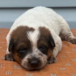 Victoria - Red mottled female Australian Cattle Dog puppy in Seneca, Missouri from MO Morningstar Heelers