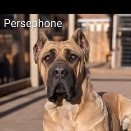 Persephone - Cane Corso