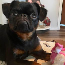 Brussels Griffon puppies from Maze Brussels Griffons