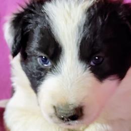Joplin - Black and white female Border Collie puppy in Custer, South Dakota from Pinpoint Border Collies