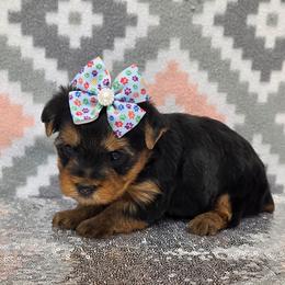 Millie - Blue and gold female Yorkshire Terrier puppy in Monticello, Iowa from Ashley’s Puppies