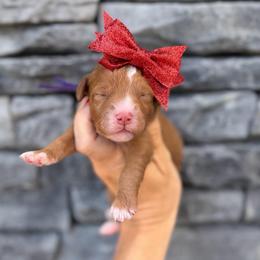 Poppi - Red  female Goldendoodle puppy in Macon County, North Carolina from Mountain Doodles
