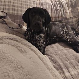 German Shorthaired Pointer Puppies from Sutheimer GSP'S