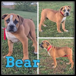 Bear - Fawn and white male Olde English Bulldogge puppy in Wheeler, Michigan from Haase Family Kennels