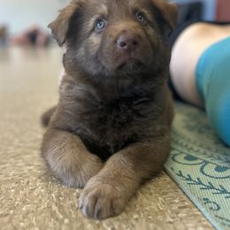 German Shepherd Puppies from Scenic City Shepherds