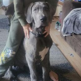 Great Dane Puppies from A Spot Of Blue Great Danes