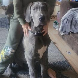 Great Dane Puppies from A Spot Of Blue Great Danes