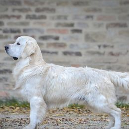 Viper - Golden Retriever