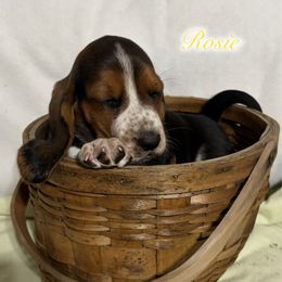 Yellow Girl - Black brown and white female Basset Hound puppy in Edgar Springs, Missouri from Red Fern Basset Family
