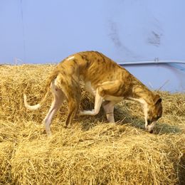 Whippet All Grown Up from Timbreblue Whippets