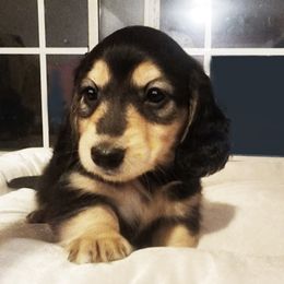 Boy 2 - male Dachshund puppy in Grants Pass, Oregon from vom Treuen Wachter