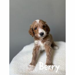 Berry - Apricot male Goldendoodle puppy in Smithfield, Kentucky from KBK9 Kennels