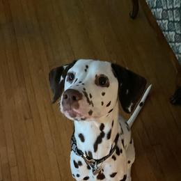 Dalmatian All Grown Up from Rosais Acres LLC