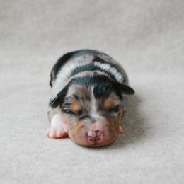 Rodeo - Blue merle female Australian Shepherd puppy in Aberdeen, North Carolina from Huckleberry Hill Aussies LLC.