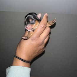 Yorkshire Terrier Puppies from A yorkie palace