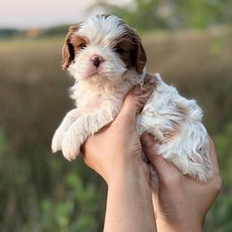 Cavalier King Charles Spaniel Puppies from Lauren Muns