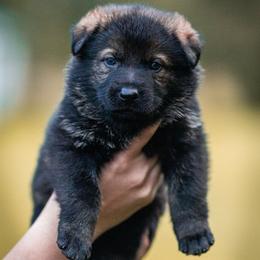 Vendetta - Sable female German Shepherd puppy in Salem, Ohio from von den Kilöff Working German Shepherds