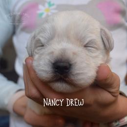 Nancy Drew - White female Miniature Schnauzer puppy in Sedalia, Missouri from Farmer Brown's Puppies