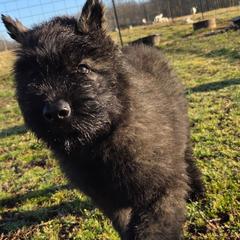 Maple - Brindle female Bouvier des Flandres puppy in Drury, Missouri from Black Bears Critters