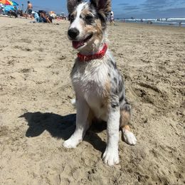 Border Collie Puppies from SoCal Border Collies