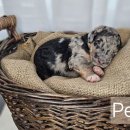 Percy - Merle male Saint Berdoodle puppy in Battle Ground, Washington from Mad Hatter Farms Saint Berdoodles