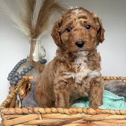 CUDA - Gold Collar - Apricot male Goldendoodle puppy in Watertown, New York from True Friend Doodles