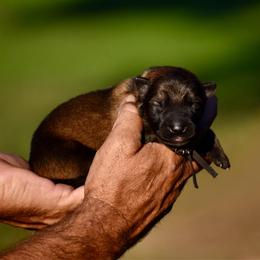 Black - Sable male German Shepherd puppy in Cherryville, North Carolina from Masky Kennel