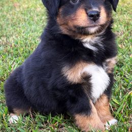 Miniature American Shepherd, Miniature Australian Shepherd, and Toy Australian Shepherd Puppies from Cooper Creek Aussies