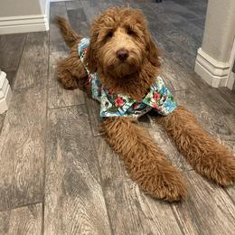 Goldendoodle All Grown Up from Goldendoodle AZ