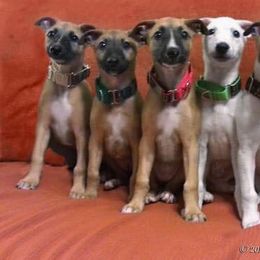 "2014 PharGus ex Parsnip (Phishbelly 2nd from left, lives here)" Whippet Puppies from SaeSi Kennels