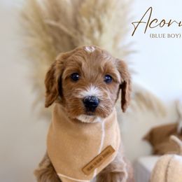 Boy 3 - Red  Goldendoodle puppy in Chesapeake, Virginia from Heart to Heart Doodles