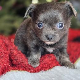 Adler - Blue and white male Chihuahua puppy in Plainfield, Indiana from Abby's Pampered Pooches