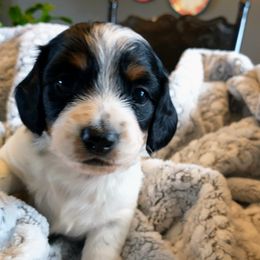 Dachshund Puppies from Weiners on a Hill