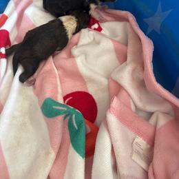 Red - Black and white male Shetland Sheepdog puppy in Chaplin, Connecticut from Mystic Moon