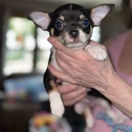 Lily - Black and white female Chihuahua puppy in South Charleston, Ohio from Fine Whines & Lickers