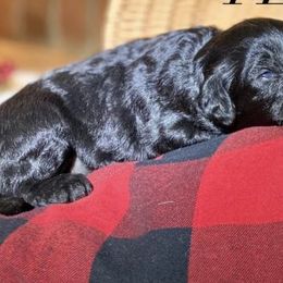 Aussiedoodles, Australian Shepherds, Miniature Australian Shepherds, and Toy Australian Shepherds from Laggin Wagon Ranch