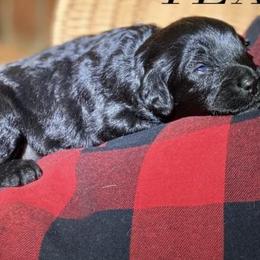 Aussiedoodles, Australian Shepherds, Miniature Australian Shepherds, and Toy Australian Shepherds from Laggin Wagon Ranch
