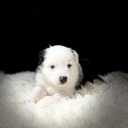 ZERO - Blue merle male Miniature Australian Shepherd puppy in Bartow, Florida from Peace Creek Aussies