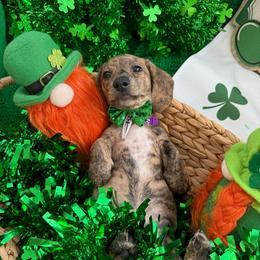 Wiccan- Bruno- Purple - Brindle male Dachshund puppy in Pittsburg, California from Super Hero Dachshunds