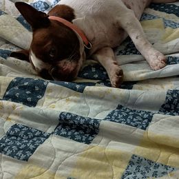 Patty - Boston Terrier